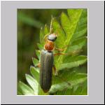 Cantharis pellucida - Weichkkaefer 04.jpg